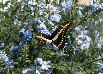 butterfly with beautifull flowers 