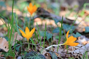 Yellow crocus flowers (Crocus flavus) in the spring forest close-up on a blurry background