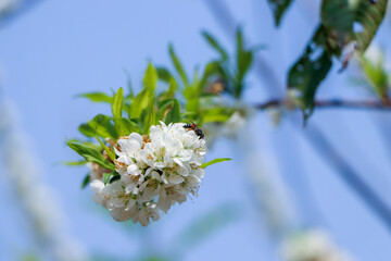white cherry blossom