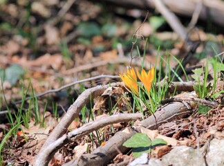 Yellow crocus flowers (Crocus flavus) in the spring forest close-up on a blurry background