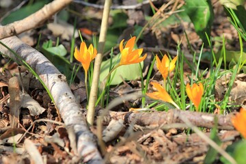 Yellow crocus flowers (Crocus flavus) in the spring forest close-up on a blurry background