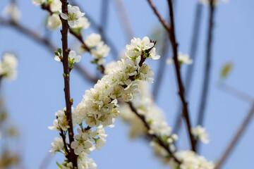 spring blossom