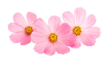 Fototapeta premium cosmos flowers isolated
