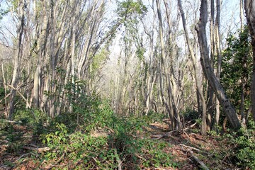 Spring forest in the vicinity of Varna (Bulgaria)
