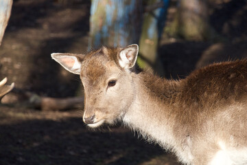 European fallow deer cub