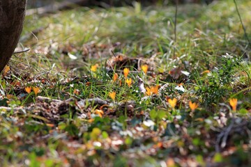 Yellow crocus flowers (Crocus flavus) in the spring forest
