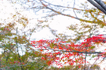日本の秋　赤く色づいたきれいな紅葉