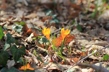 Yellow crocus flowers (Crocus flavus) in the spring forest close-up on a blurry background