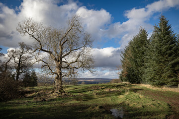 Big branchless oak tree in the middle of a field in spring surrounded by green trees and grass. Bright blue sky with dense white clouds.