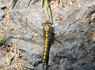 Close up of a  female Black Tailed Skimmer dragonfly basking on a rock. Scientific name Orthetrum cancellatum.