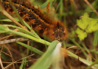 A close up of a Drinker Moth caterpillar. Scientific name  Euthrix potatoria. Its name derives from the fact that it drinks dew drops.