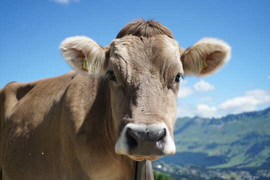 swiss cow in the mountains