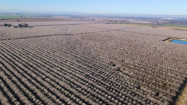 Cinematic aerial shot of massive field of almond trees in San Joaquin Valley in Central California