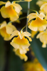 Yellow orchid , Tropical orchid 
Yellow orchids from Thailand / Dendrobium  lindleyi  Steud
