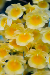 Obraz premium Yellow orchid , Tropical orchid Yellow orchids from Thailand / Dendrobium lindleyi Steud 