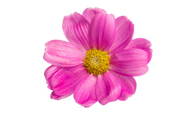 pink daisies isolated