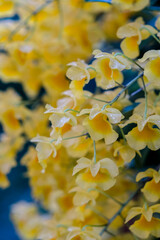 Yellow orchid , Tropical orchid 
Yellow orchids from Thailand / Dendrobium  lindleyi  Steud

