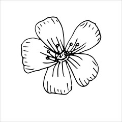 Flax flower, vector illustration, hand drawing, sketch