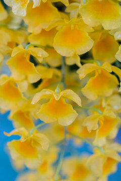 Yellow orchid , Tropical orchid 
Yellow orchids from Thailand / Dendrobium  lindleyi  Steud
