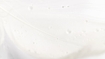 Feather isolated. Abstract bird feather texture closeup on white background in macro photography, soft focus. Concept of sensitivity responsiveness to nature.