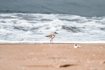 The bird and the sea.