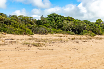 Fototapeta na wymiar Vegetation around a beach in Lagoa do Patos lake