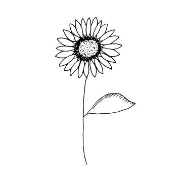 Sunflower, vector illustration, hand drawing