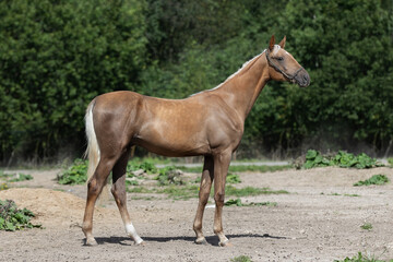 Buckskin horse with a long white mane stands on natural summer background, profile side view, exterior	