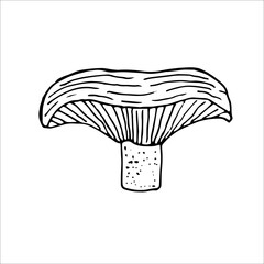 Ginger mushroom, vector illustration, hand drawing