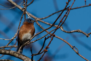 Bluebird on branch 