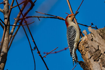birds on a branch