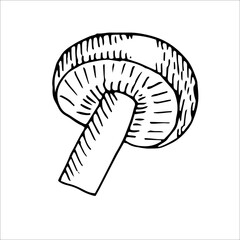 Mushroom, vector illustration, hand drawing, sketch