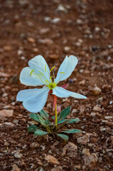 Desert Dwarf Evening Primrose (Oenothera caespitosa), Canyonlands National Park, Utah