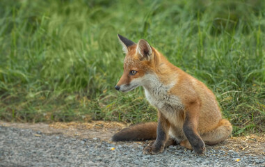 Fox in the grass close up in Scotland