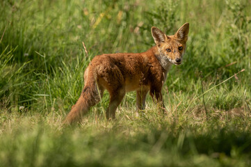 Fox in the grass close up in Scotland