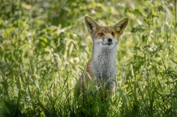 Naklejka na ściany i meble Fox in the grass close up in Scotland