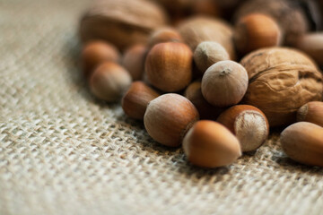 Hazelnuts, filbert in burlap sack on rustic wooden table. heap or stack of hazel nuts. Hazelnut background, healty food ( corylus )