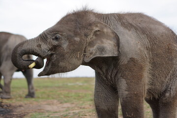 Fototapeta premium Baby Sumatran Elephants in Way Kambas National Park, Lampung, Indonesia