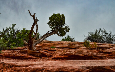 Coniferous tree on a background of red eroded rocks in Canyonlands National Park in Utah near Moab, US