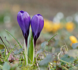 Crocus de Thomas (Crocus tommasinianus) à fleurs de couleur éclatante bleu-violets en cours d'éclosion