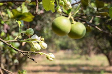 Grapefruit pollen blooming in the garden.