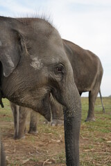 Baby Sumatran Elephants in Way Kambas National Park, Lampung, Indonesia