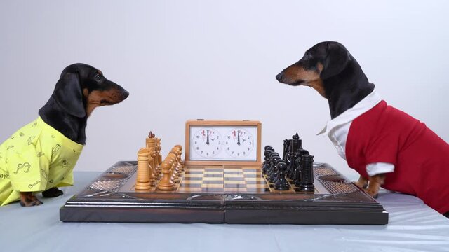 Adorable dachshund dog in stylish red and white blouse invites curious small friend to play chess at table near white wall