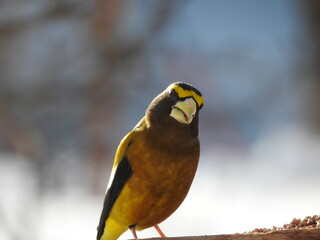 A large herrand's bill at the bird feeder in winter