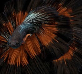 close up of a betta fish