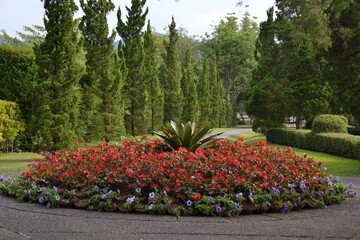 garden in spring
