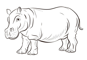 Animals. Black and white image of a large African hippopotamus, coloring book for children.