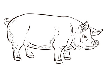 Pig. In the animal world. Black and white image. Coloring book for children.