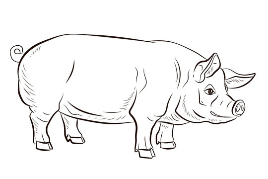 Pig. In the animal world. Black and white image. Coloring book for children.