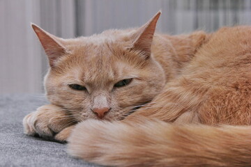 A pet - red cat napping on a grey sofa
